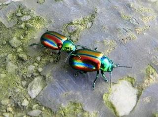Escarabajos de colores