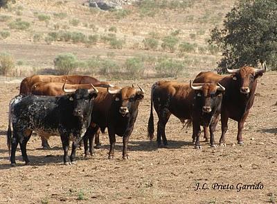 ¿LA CASTA JIJONA, AÚN EXISTE?