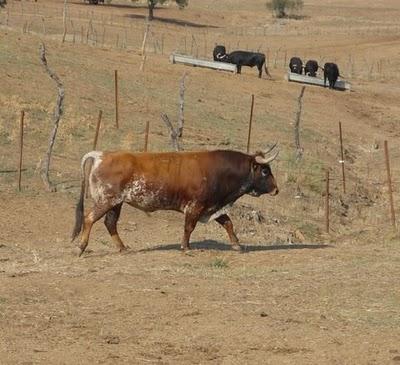 ¿LA CASTA JIJONA, AÚN EXISTE?