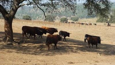 ¿LA CASTA JIJONA, AÚN EXISTE?