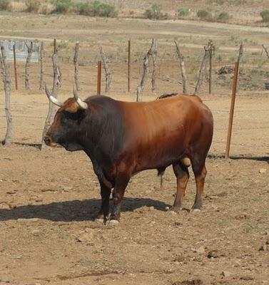 ¿LA CASTA JIJONA, AÚN EXISTE?