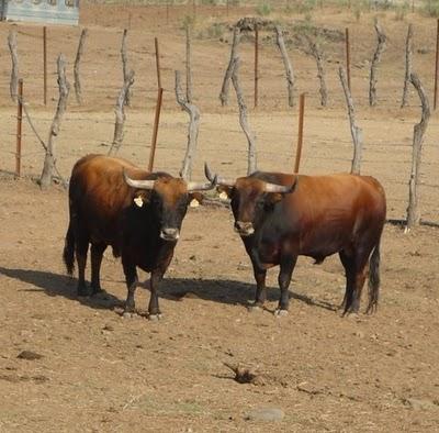 ¿LA CASTA JIJONA, AÚN EXISTE?
