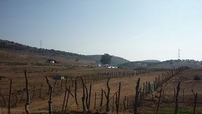 ¿LA CASTA JIJONA, AÚN EXISTE?