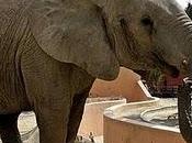 Buba elefanta Jerez viaje