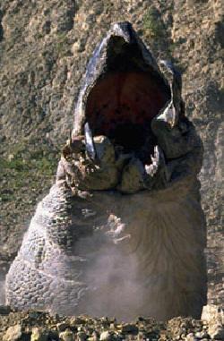 Bichos asesinos 1 - Hay algo ahí abajo