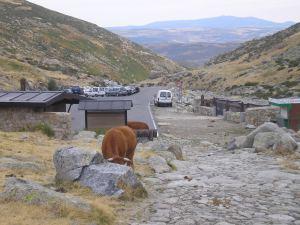 HOMENAJE A LA SIERRA DE GREDOS