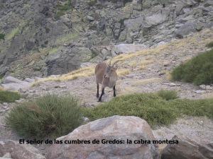 HOMENAJE A LA SIERRA DE GREDOS