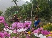 mágico colorido encanto primavera