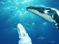 Vídeo: Avistada ballena blanca
