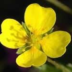 tormentila planta medicinal