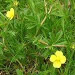 tormentila planta medicinal