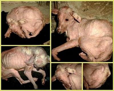 ÁUREA, LO SIGUIENTE A LA VERGÜENZA