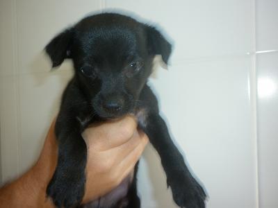 Dos animales parcialmente ciegos, con necesidad urgente de ayuda. Zaragoza/Huesca.