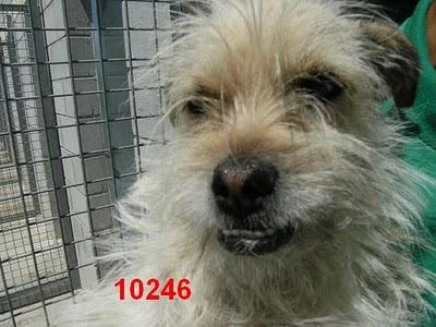 Dos animales parcialmente ciegos, con necesidad urgente de ayuda. Zaragoza/Huesca.