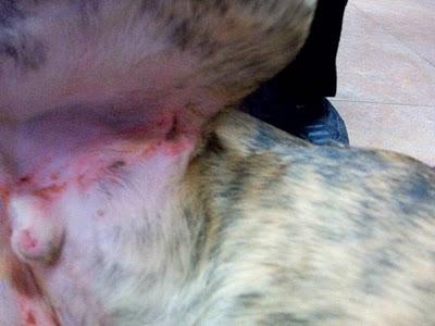 Mambrú, mas de un día colgado en una verja de hierro, clavado por la tripa. AYUDA!! CUENCANIMAL