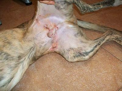 Mambrú, mas de un día colgado en una verja de hierro, clavado por la tripa. AYUDA!! CUENCANIMAL