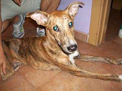 Mambrú, mas de un día colgado en una verja de hierro, clavado por la tripa. AYUDA!! CUENCANIMAL