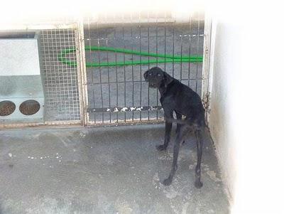 ¡URGENTISIMO! Cachorra esqueletica en perrera Valencia.
