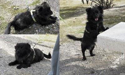 Se ha perdido en la zona de raiquero de Bonanza ORIHUELA.