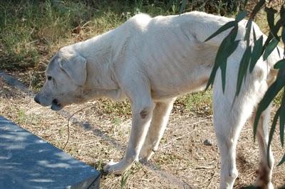 MASTÍN EN MEDIO DEL CAMPO EN LOS PUROS HUESOS, CERCA CARRETERA. VA A MORIR ATROPELLADO....(MERIDA)