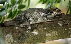 colugo