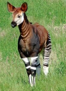 okapi