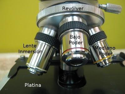 Partes del Microscopio óptico y su función