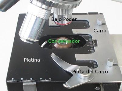 Partes del Microscopio óptico y su función