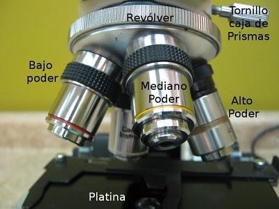 Partes del Microscopio óptico y su función