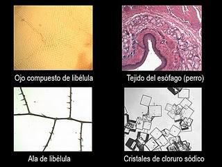 Tipos de Microscopios ópticos