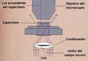 Tipos de Microscopios ópticos