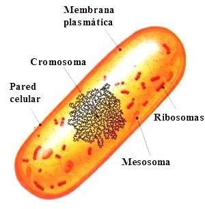 La Célula Procariota