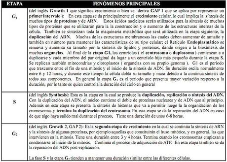 El Proceso de la División Celular El Proceso de la División Celular
