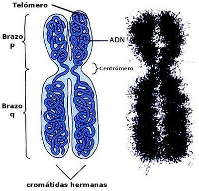 El Proceso de la División Celular