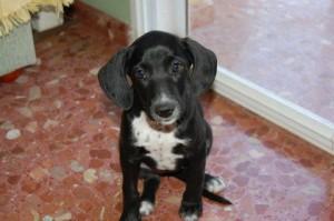 Apadrina o acoge a un animal pero no lo abandones, ni lo compres..