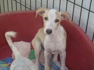 Apadrina o acoge a un animal pero no lo abandones, ni lo compres..