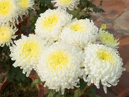 Otoño, Flores y Plantas