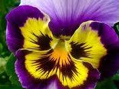 Otoño, Flores Plantas