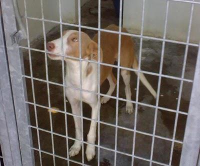 Kokoro el podenco corazón, quiere pedir al mundo su último deseo...