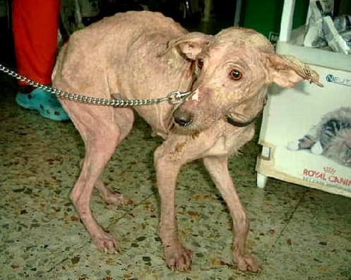 Aura ¿cómo has sobrevivido?