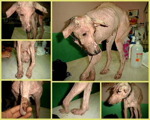 Aura ¿cómo has sobrevivido?