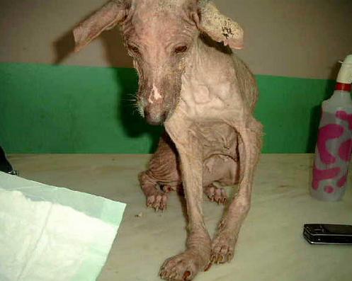 Aura ¿cómo has sobrevivido?