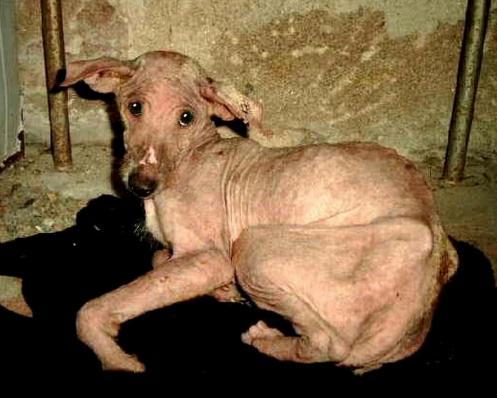 Aura ¿cómo has sobrevivido?