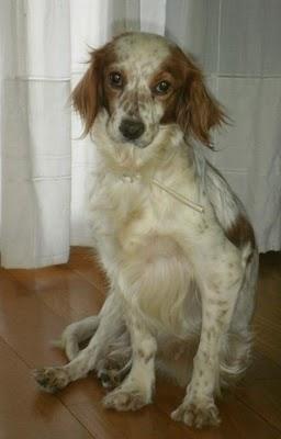 Creyeron que Vida era un cadaver .... necesita un humano especial ... ¿eres tu?