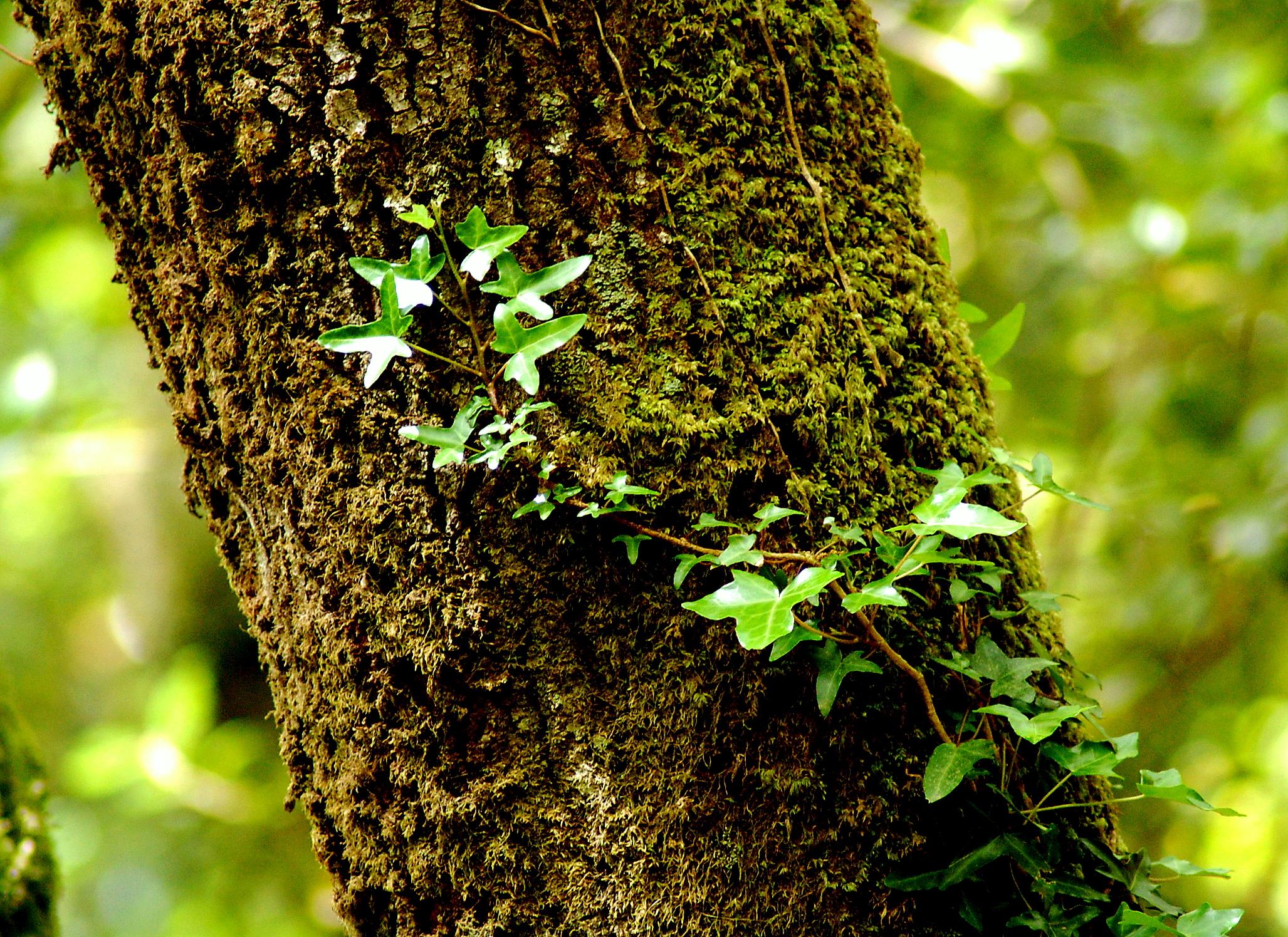Reseña: Donde los Árboles Cantan, Laura Gallego