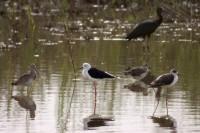 Paraje Natural Brazo del Este Paraje Natural Brazo del Este