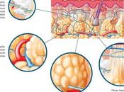 Quieres saber como funciona microcirculación sistema circulatorio