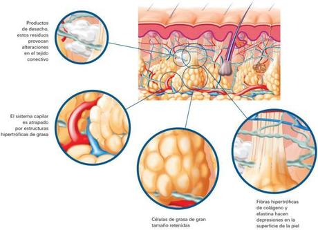 NNM_ESP_0 630x457 Quieres saber como funciona la microcirculación en el sistema circulatorio