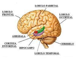 El cerebro siempre despierto