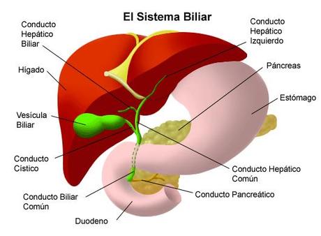 sistema-biliar El hígado y sus funciones metabólicas